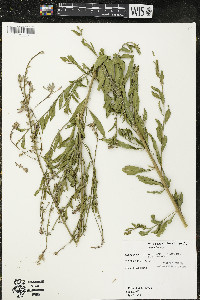 Oenothera gaura image