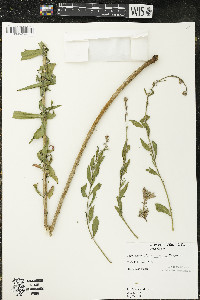 Oenothera gaura image