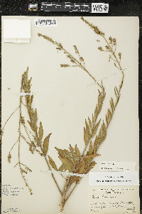 Oenothera gaura image