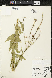 Oenothera gaura image