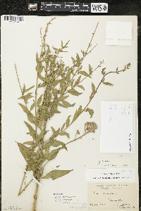 Oenothera gaura image