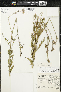 Oenothera filiformis image