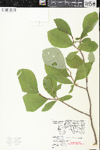 Dirca palustris image