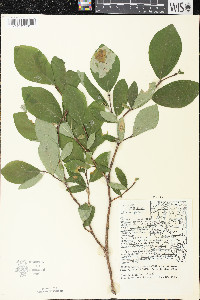 Dirca palustris image