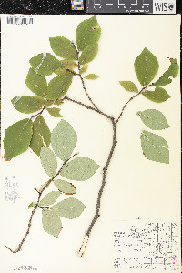 Dirca palustris image