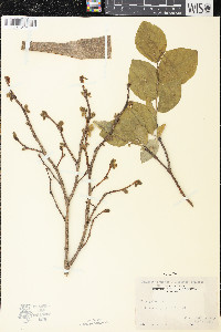 Dirca palustris image