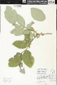 Dirca palustris image