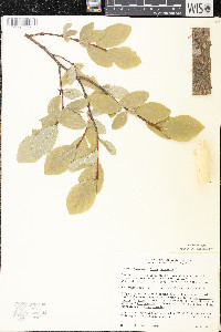 Dirca palustris image