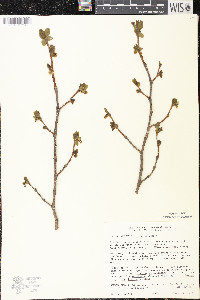 Dirca palustris image