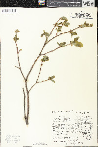 Dirca palustris image