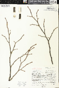 Dirca palustris image