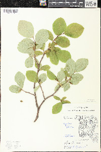 Dirca palustris image