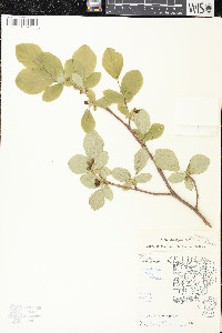 Dirca palustris image