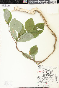 Dirca palustris image