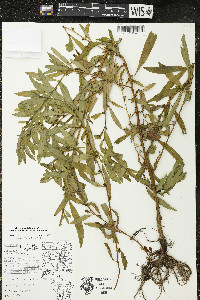 Ludwigia polycarpa image