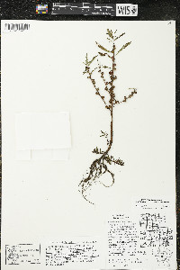 Ludwigia polycarpa image