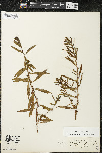 Ludwigia polycarpa image