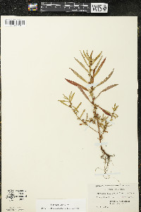 Ludwigia polycarpa image