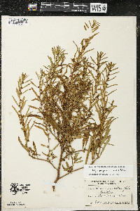 Ludwigia polycarpa image