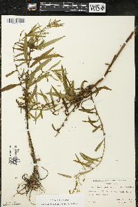 Ludwigia polycarpa image