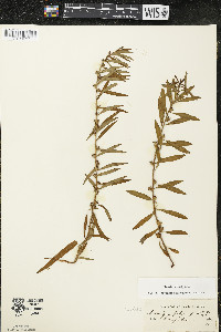 Ludwigia polycarpa image