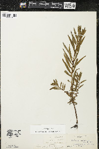 Ludwigia polycarpa image