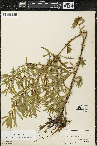 Ludwigia polycarpa image