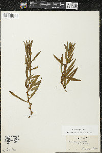 Ludwigia polycarpa image