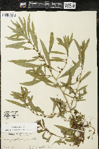 Ludwigia polycarpa image