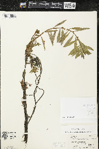 Ludwigia polycarpa image