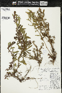 Ludwigia polycarpa image