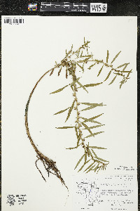 Ludwigia polycarpa image