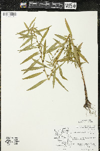 Ludwigia polycarpa image