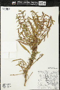 Ludwigia polycarpa image