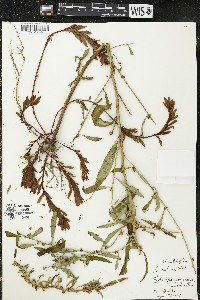 Ludwigia polycarpa image