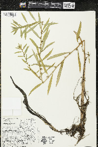 Ludwigia polycarpa image