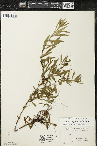 Ludwigia polycarpa image