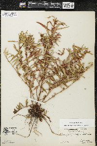 Ludwigia polycarpa image