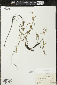 Ludwigia polycarpa image