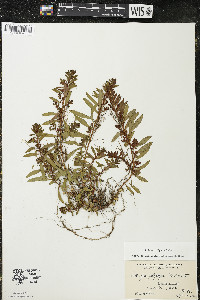 Ludwigia polycarpa image