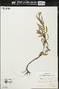 Ludwigia polycarpa image