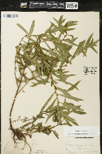 Ludwigia polycarpa image