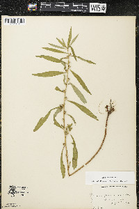 Ludwigia polycarpa image