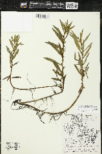 Ludwigia polycarpa image