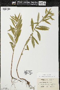 Ludwigia polycarpa image