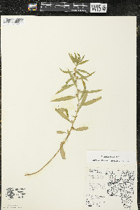 Ludwigia polycarpa image