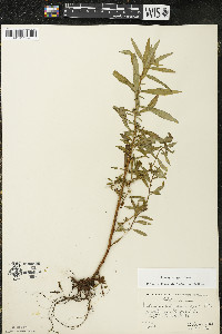 Ludwigia polycarpa image