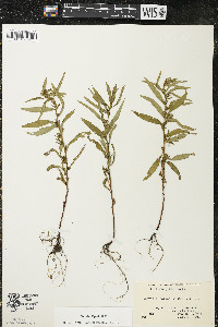 Ludwigia polycarpa image