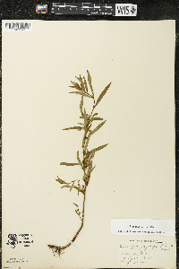 Ludwigia polycarpa image