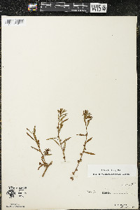 Ludwigia polycarpa image